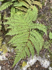 Cyathea colensoi