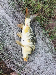 Cyprinus carpio carpio