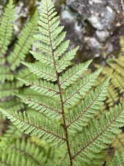 Cyathea colensoi