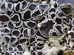 Physcia aipolia