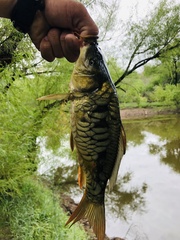Cyprinus carpio carpio
