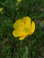 Ranunculus polyanthemos