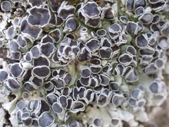Physcia aipolia