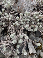 Leucogenes grandiceps