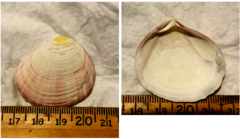 Semele rubropicta
