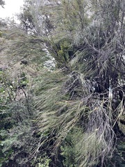 Dracophyllum