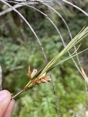 Dracophyllum