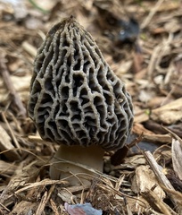 Morchella rufobrunnea
