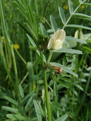 Vicia grandiflora