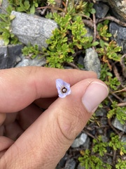 Wahlenbergia albomarginata