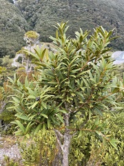 Pseudopanax linearis