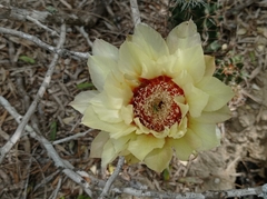 Echinocereus papillosus