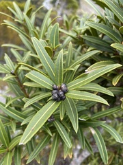 Pseudopanax linearis