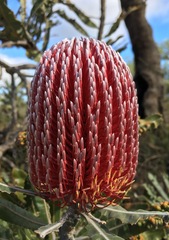 Banksia menziesii