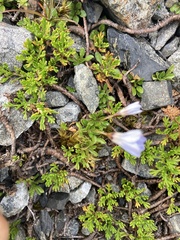 Wahlenbergia albomarginata
