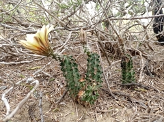 Echinocereus papillosus