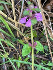 Lantana montevidensis