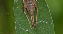 Arachnocephalus vestitus
