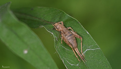 Arachnocephalus vestitus