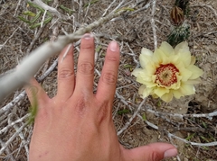 Echinocereus papillosus