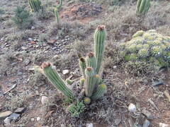 Trichocereus spachianus