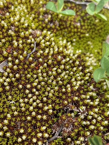 Image of Raoulia haastii by (c) Matt Berger, some rights reserved (CC BY)