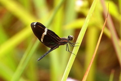 Zenithoptera lanei