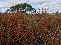 Daviesia podophylla