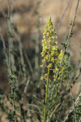 Reseda lutea