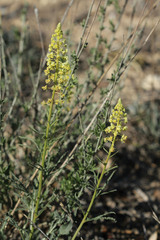 Reseda lutea