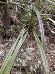 Astelia fragrans