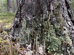 Cladonia deformis