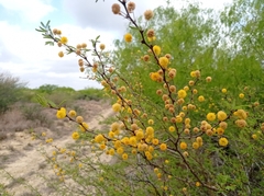 Vachellia schaffneri bravoensis