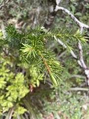 Halocarpus