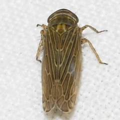 Paramesus major