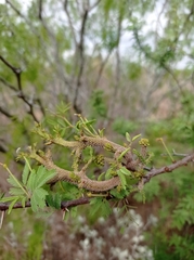 Vachellia schaffneri bravoensis