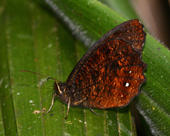 Pedaliodes tucca