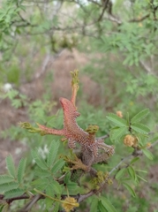 Vachellia schaffneri bravoensis