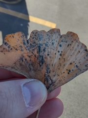 Bartheletia paradoxa