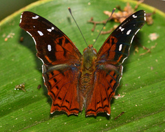 Hypanartia cinderella
