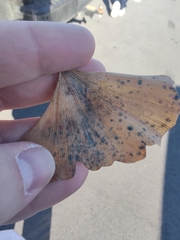 Bartheletia paradoxa