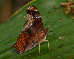 Hypanartia cinderella