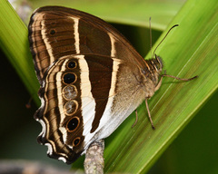 Parataygetis albinotata