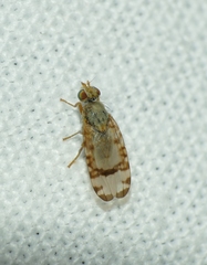 Sphenella marginata