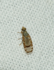 Sphenella marginata