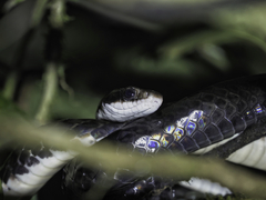 Chironius grandisquamis