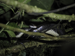 Chironius grandisquamis