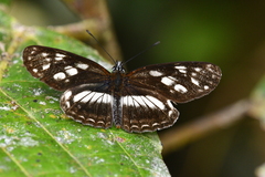 Eresia letitia
