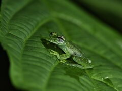 Sachatamia albomaculata