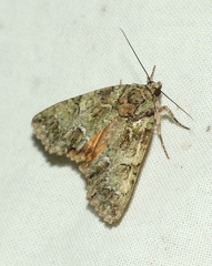 Polyphaenis sericata